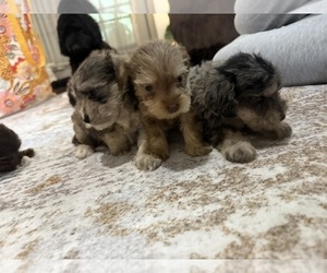 Schnoodle (Miniature) Puppy for sale in DINWIDDIE, VA, USA