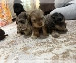 Small Schnoodle (Miniature)