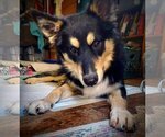 Small Photo #3 Australian Kelpie-Australian Shepherd Mix Puppy For Sale in Chandler, AZ, USA