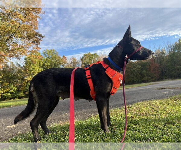 Medium Photo #4 Mutt Puppy For Sale in New York, NY, USA