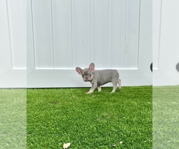 Medium Photo #1 French Bulldog Puppy For Sale in CORAL SPRINGS, FL, USA