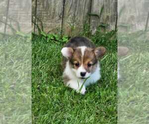 Pembroke Welsh Corgi Puppy for sale in POWHATAN, VA, USA
