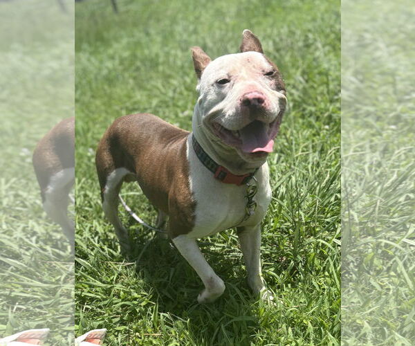 Medium Photo #2 American Pit Bull Terrier-Unknown Mix Puppy For Sale in Virginia Beach, VA, USA