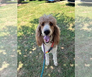 Poodle (Standard) Dogs for adoption in Pacolet, SC, USA