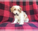 Small #5 Cavapoo