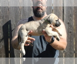 Small #12 Presa Canario