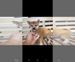 Small Photo #1 Shiba Inu Puppy For Sale in KANSAS CITY, MO, USA