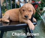 Puppy Charlie Brown Golden Retriever