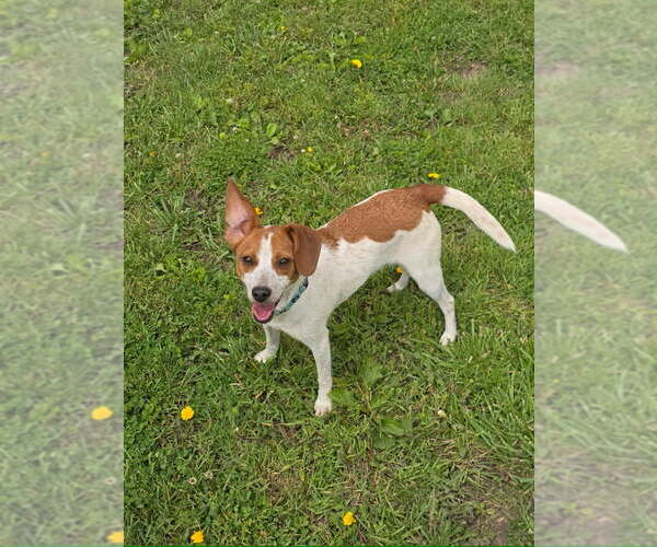 Medium Photo #2 Fox Terrier (Toy)-Unknown Mix Puppy For Sale in Lee's Summit, MO, USA
