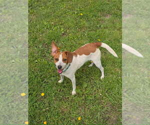Snoopy - Male Fox Terrier (Toy)-Unknown Mix Dog for Adoption - Photo #2
