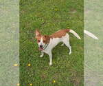 Small Photo #2 Fox Terrier (Toy)-Unknown Mix Puppy For Sale in Lee's Summit, MO, USA