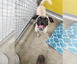 Pug-Unknown Mix Dogs for adoption in Temple, TX, USA
