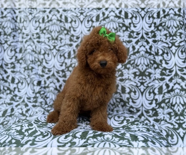 Medium Photo #4 Poodle (Miniature) Puppy For Sale in LAKELAND, FL, USA