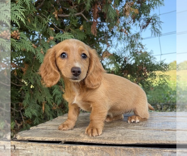 Medium Photo #3 Dachshund Puppy For Sale in MIDDLEBURY, IN, USA