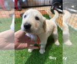 Puppy Orange Golden Retriever