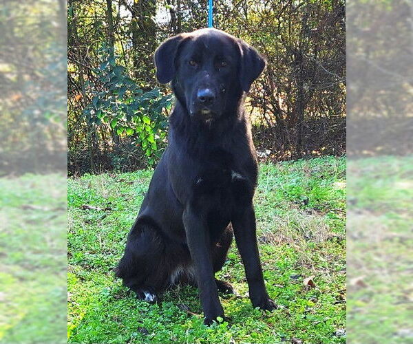 Medium Photo #1 Labrador Retriever-Unknown Mix Puppy For Sale in Wetumpka, AL, USA