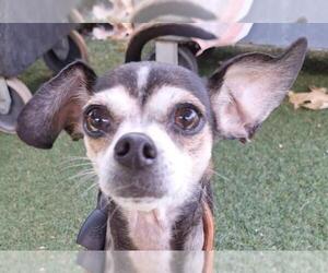 Chihuahua Dogs for adoption in Woodland, CA, USA