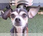 Small Chihuahua