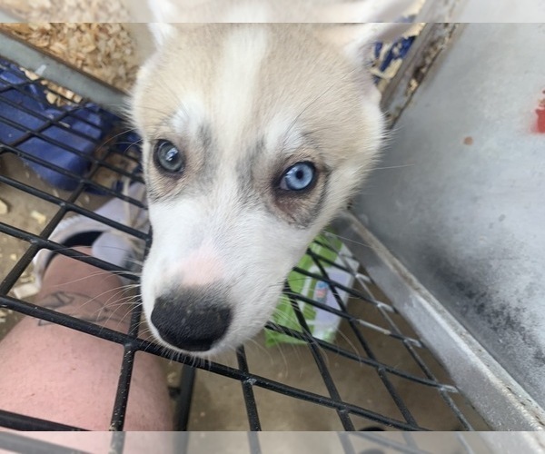 Medium Photo #1 Siberian Husky Puppy For Sale in TIMPSON, TX, USA