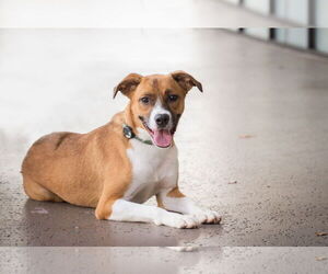 Colton - Male Mutt Dog for Adoption - Photo #5