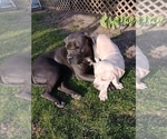 Small #6 Cane Corso