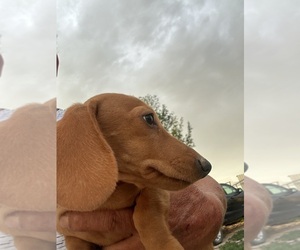 Dachshund Puppy for sale in WILEY, CO, USA