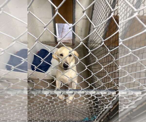 Medium Photo #2 Labrador Retriever Puppy For Sale in Great Bend, KS, USA