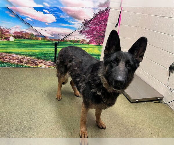 Medium Photo #1 German Shepherd Dog-Unknown Mix Puppy For Sale in Moreno Valley, CA, USA