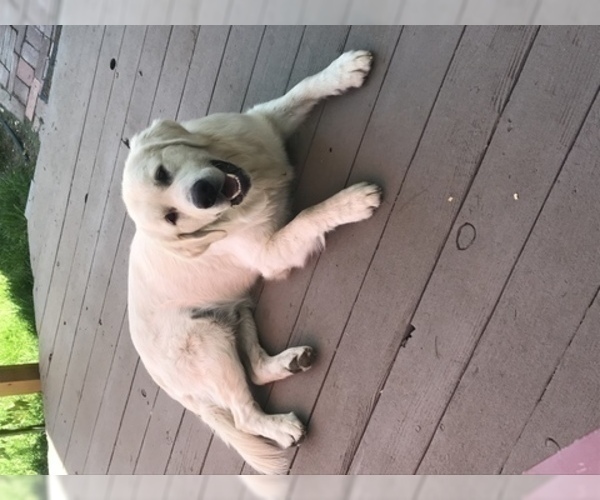 Medium Photo #1 Golden Retriever Puppy For Sale in CARSON CITY, NV, USA
