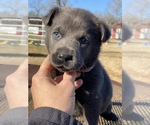 Small Photo #1 Labrador Retriever Puppy For Sale in STREETMAN, TX, USA