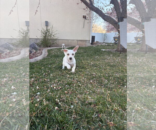 Medium Photo #2 Chiweenie Puppy For Sale in Sandy, UT, USA