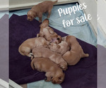 Small Photo #3 Golden Retriever Puppy For Sale in LEWISBURG, WV, USA