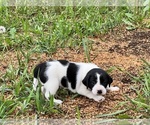 Puppy 2 Brittany-Jack Russell Terrier Mix