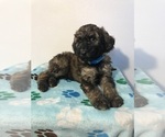 Small Photo #9 Poodle (Standard) Puppy For Sale in ELMWOOD, WI, USA
