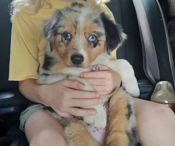Medium Photo #2 Australian Shepherd Puppy For Sale in TUSCUMBIA, AL, USA