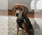 Small #3 Beagle