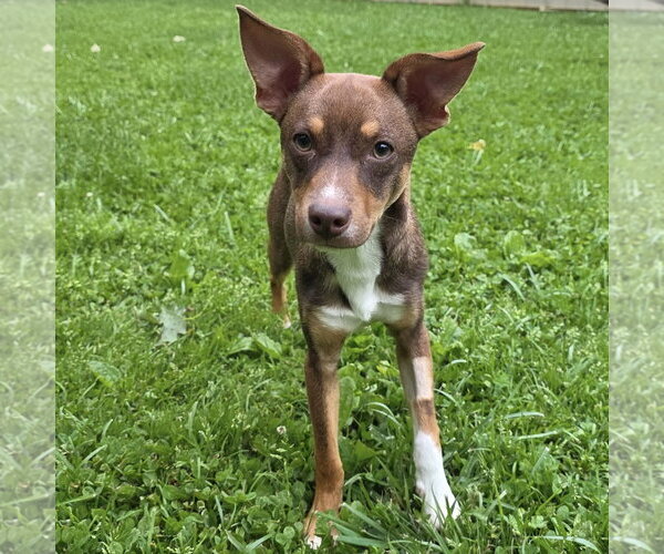 Medium Photo #3 American Rat Pinscher Puppy For Sale in Batavia, OH, USA