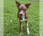 Small #2 American Rat Pinscher