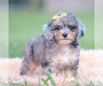 Small #1 Poodle (Miniature)