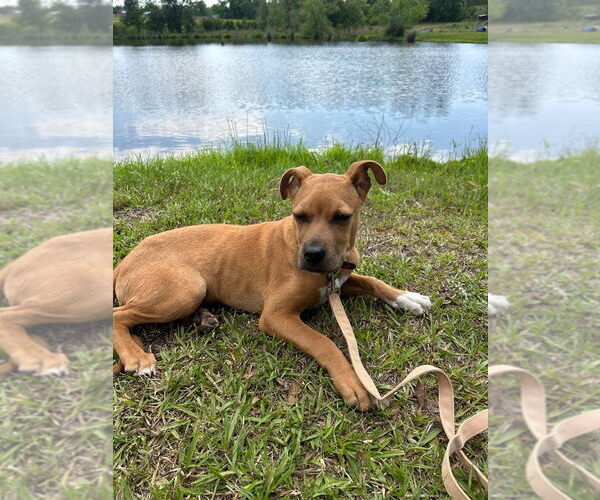 Medium Photo #1 Bulldog-Unknown Mix Puppy For Sale in Tarrytown, GA, USA