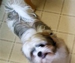 Small Photo #17 Shih Tzu Puppy For Sale in SAINT CHARLES, MO, USA