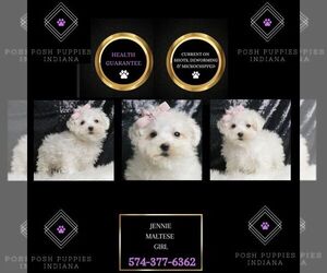 Maltese Puppy for sale in WARSAW, IN, USA