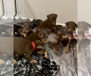 Doberman Pinscher Litter for sale in AUSTIN, TX, USA