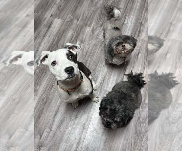 Medium Photo #3 Mutt Puppy For Sale in Greenville, SC, USA