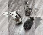 Small #2 Mutt