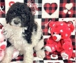 Small Goldendoodle