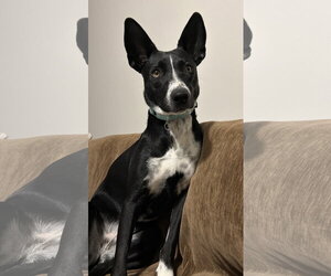Border Collie Dogs for adoption in Oakhurst, NJ, USA