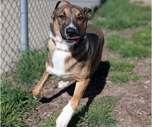 German Shepherd Dog Dogs for adoption in Denver, CO, USA