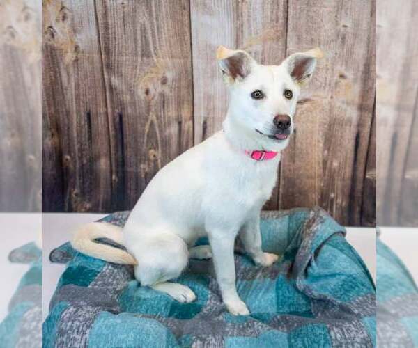 Medium Photo #5 Siberian Husky-Unknown Mix Puppy For Sale in Kennesaw, GA, USA