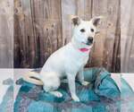 Small #4 Siberian Husky Mix